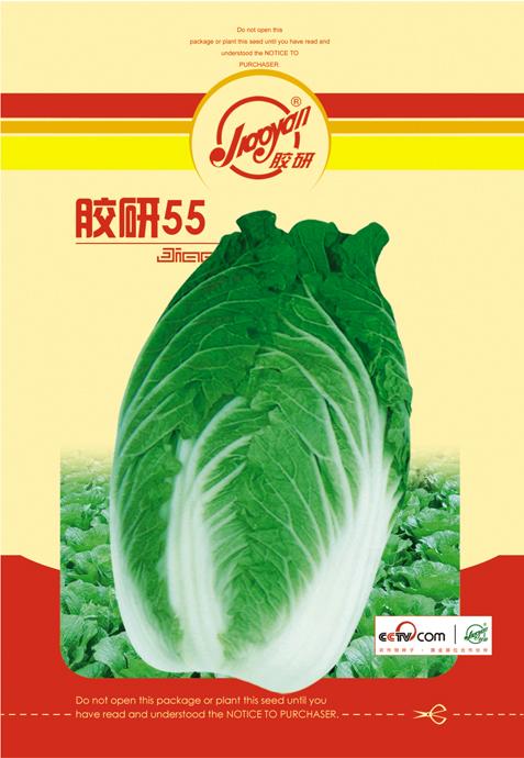 胶研55——秋播白菜